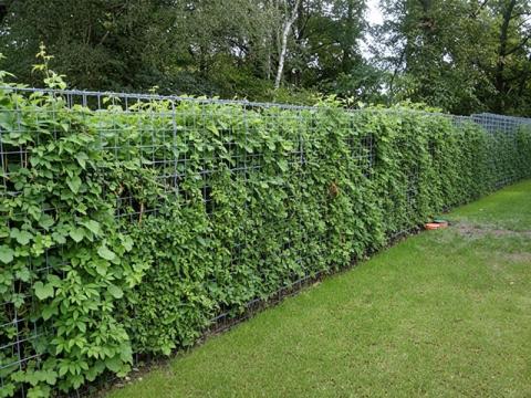 gabion sövényként